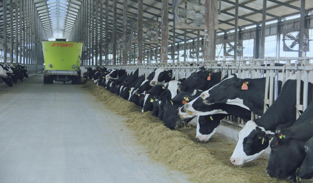 北京大學(xué)南南合作與發(fā)展學(xué)院教授、全球伙伴關(guān)系主任周詠梅一行蒞臨花花牛平輿瑞亞牧業(yè)參觀調(diào)研 北京大學(xué)南南合作與發(fā)展學(xué)院教授、全球伙伴關(guān)系主任周詠梅一行蒞臨花花牛平輿瑞亞牧業(yè)參觀調(diào)研