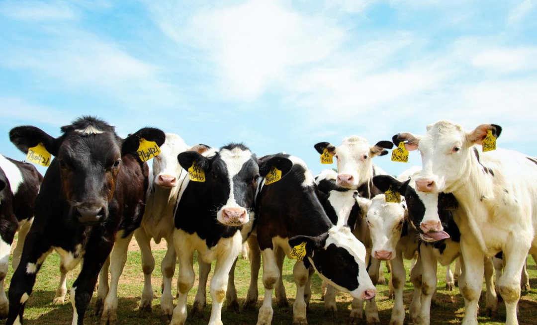 北京大學(xué)南南合作與發(fā)展學(xué)院教授、全球伙伴關(guān)系主任周詠梅一行蒞臨花花牛平輿瑞亞牧業(yè)參觀調(diào)研 北京大學(xué)南南合作與發(fā)展學(xué)院教授、全球伙伴關(guān)系主任周詠梅一行蒞臨花花牛平輿瑞亞牧業(yè)參觀調(diào)研